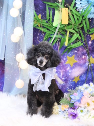 20250709ラムくん